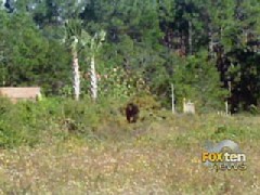 New Photo: Is It A Skunk Ape?