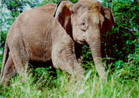 200px-borneo-elephant-plos_biology