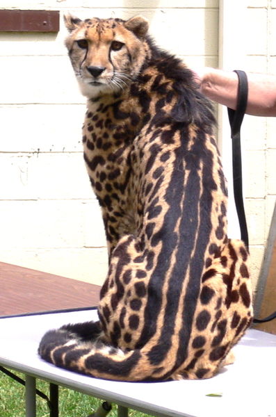 397px-king_cheetah