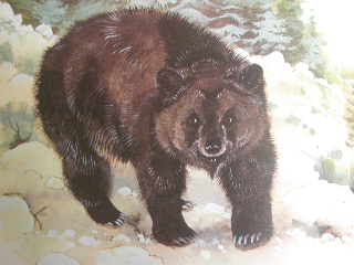 atlas-bear