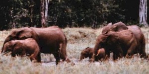 pygmyelephants