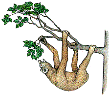 slothlemur