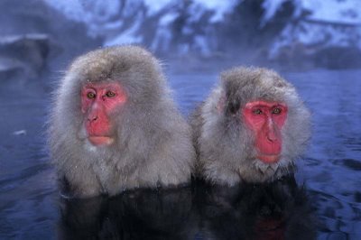 snow_monkeys_2