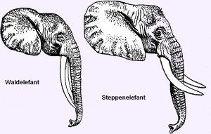 waldelefant-steppenelefant2