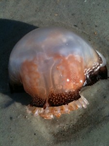 Jellyfish1-225x300