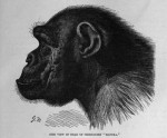 ChimpanzeeProfile