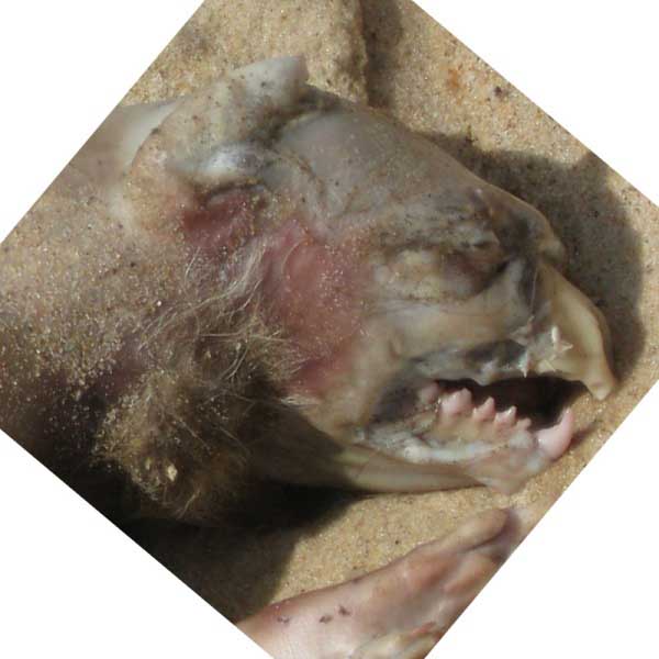 montauk_monster_hires_2a