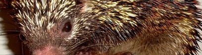 New Porcupine Discovered