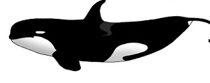 TypeD-Orca
