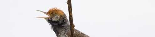 New Bird Species Discovered in Cambodia’s Capital City