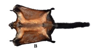 0806.newspecies.bushmeat.loatian.600