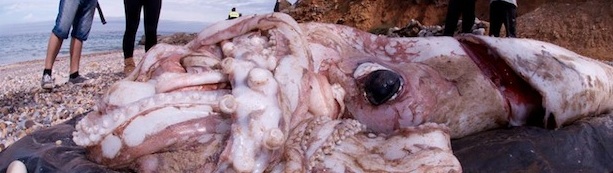 New Giant Squid Beaching: Cantabria, Spain