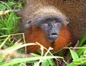 Callicebus caquetensis