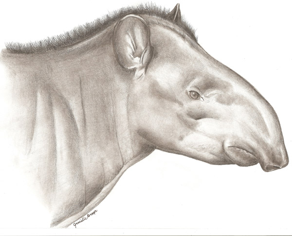 Tapirus kabomani