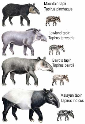tapir-combo-4-species_sm