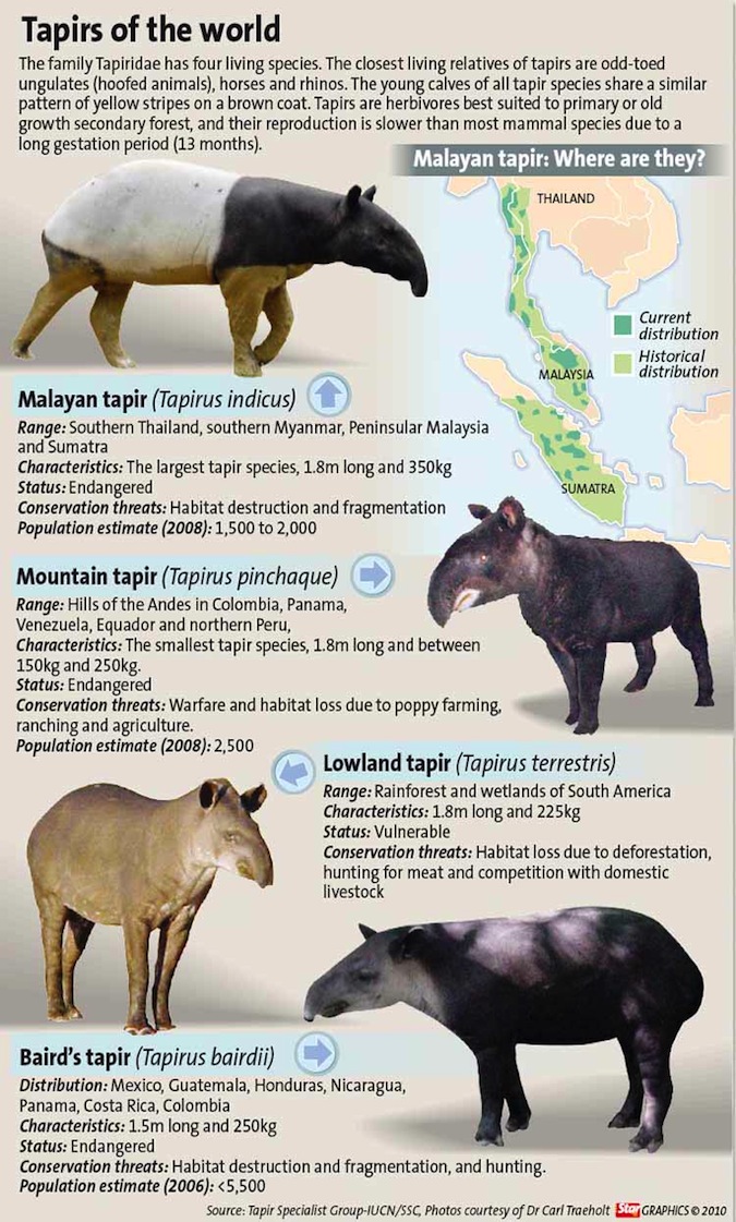 tapirs