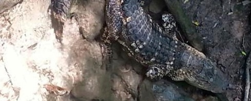 Crazy Croc Caught in Sheboygan