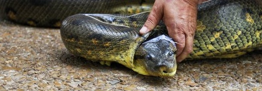 A Green Anaconda in Lake Hopatcong?