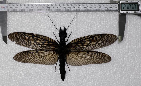 Giant Dobsonfly Discovered in China