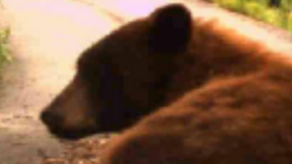 A Dwarf California Grizzly Bear in Oregon?