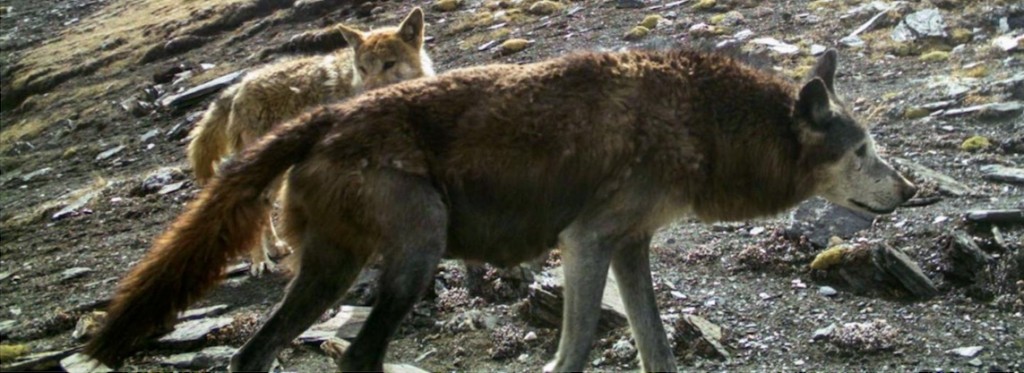 Woolly Himalayan Wolf Verified As New Species