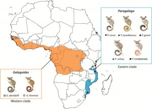Africa-map-new-galago-genus-768x554
