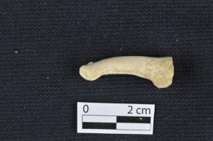 Homo luzonensis toe bone