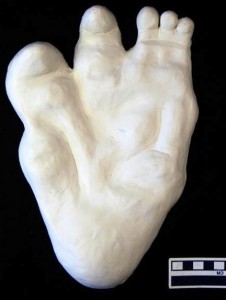 MeldrumShiptonWardLeftFoot