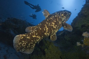 coelacanth-fossil-fish