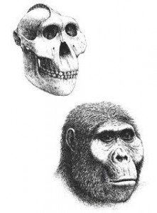 paranthropus