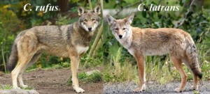 canis_rufus__canis_latrans-640x290