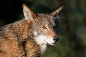 redwolf
